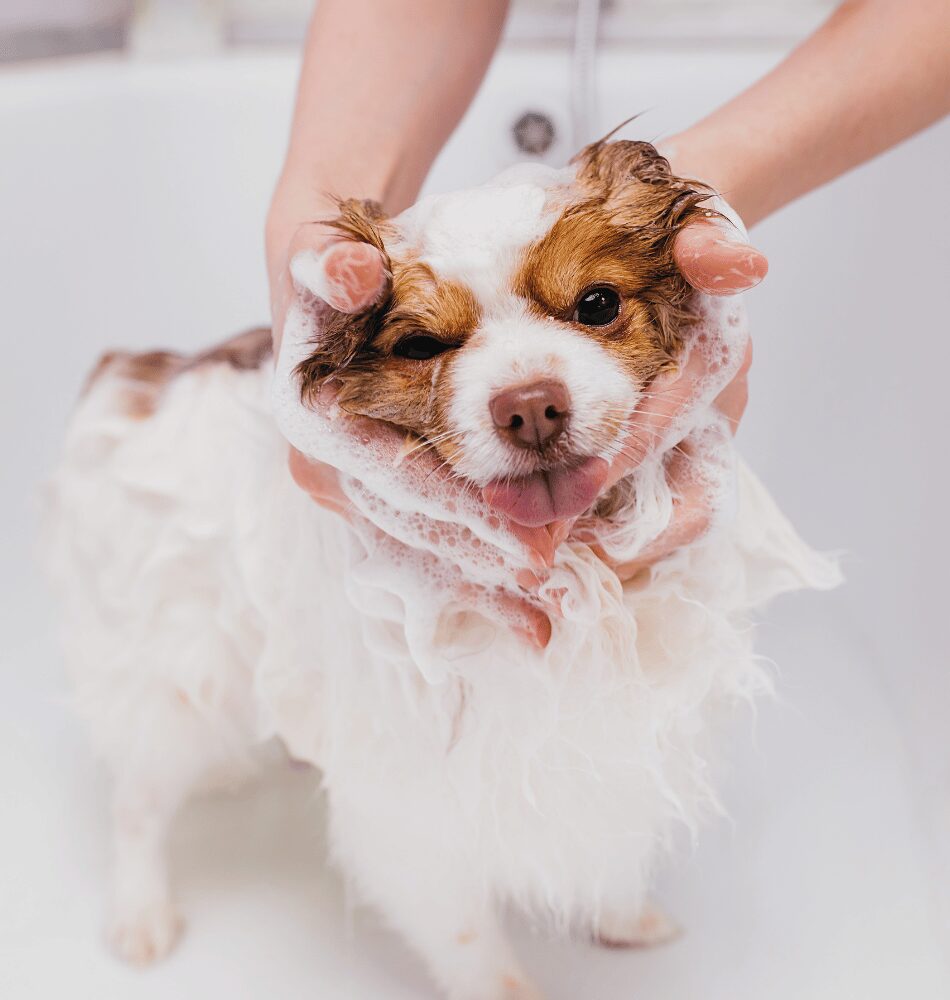 A woman who believes in pet-safe cleaning in Edmonton by bathing her small dog in a homemade pet shampoo.
