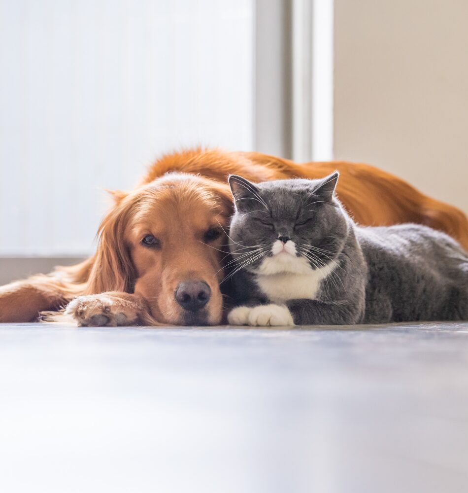 A golden retriever and a gray cat lying on a floor after a pet-safe cleaning in Edmonton.