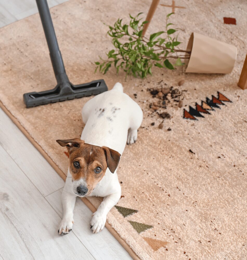 when you choose the best vacuum cleaner in edmonton for a house with dogs for pet hair and dirt