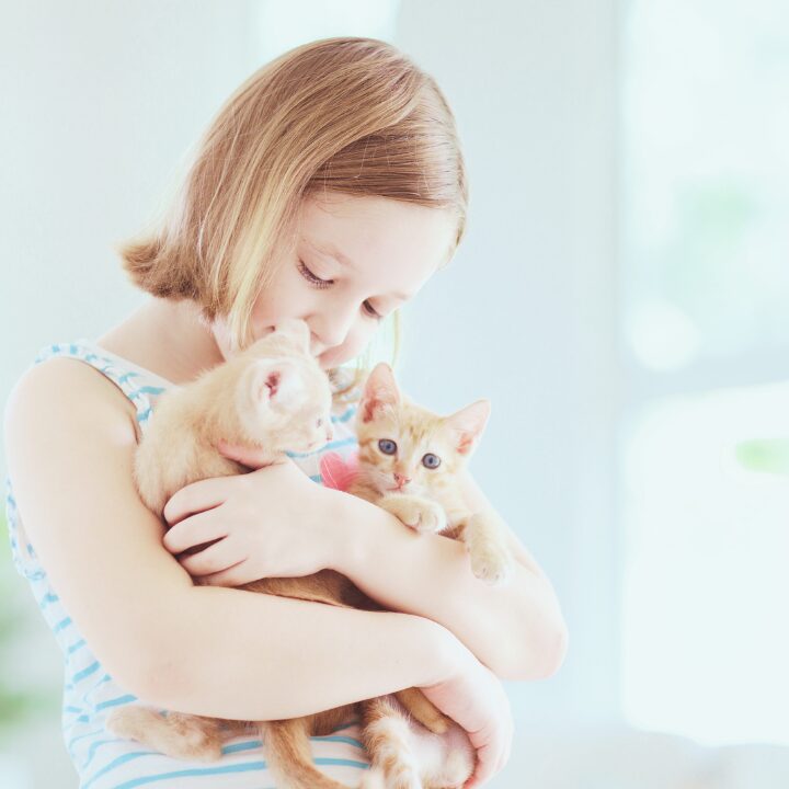 a little girl cuddling two orange tabby kittens in an edmonton house 